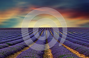 The lavender field 11