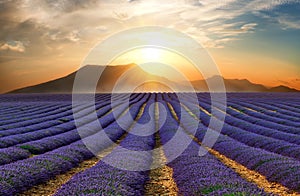 The lavender field 10
