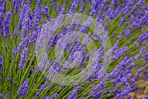 Lavender field in bloom