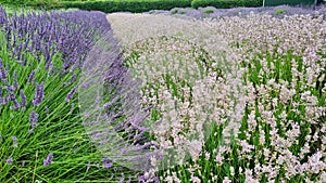 Lavender field in bloom
