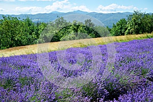 Lavender field in bloom, Sale San Giovanni, Piedmont, Italy