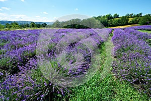 Lavender field in bloom, Sale San Giovanni, Piedmont, Italy