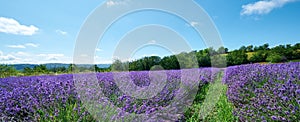Lavender field in bloom, Sale San Giovanni, Piedmont, Italy