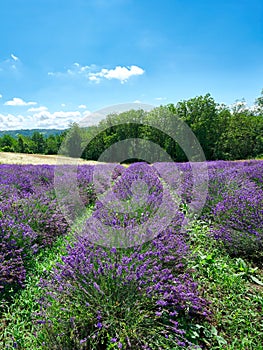 Lavender field in bloom, Sale San Giovanni, Piedmont, Italy