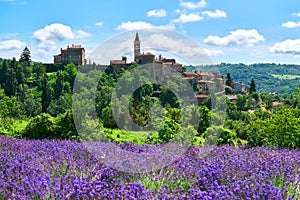 Lavender field in bloom, Sale San Giovanni, Piedmont, Italy