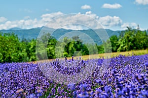 Lavender field in bloom, Sale San Giovanni, Piedmont, Italy