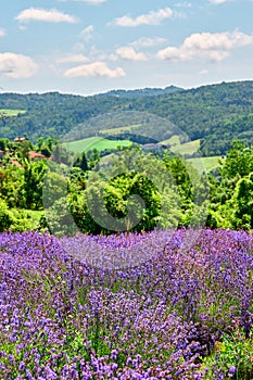 Lavender field in bloom, Sale San Giovanni, Piedmont, Italy