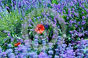 Lavender field in bloom, Sale San Giovanni, Piedmont, Italy