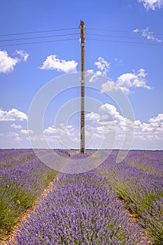 Lavender field in bloom in Spain