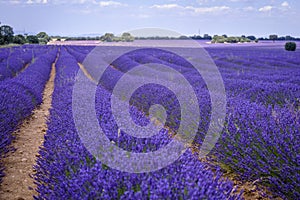 Lavender field in bloom in Spain