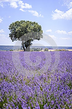 Lavender field in bloom in Spain