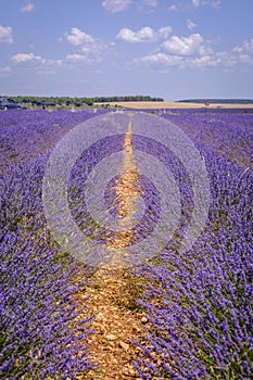 Lavender field in bloom in Spain