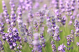 Lavender field, blooming lavender bush close-up. Purple lavender flowers