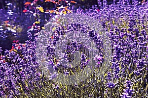 A lavender field is blooming in the garden. Fresh aromatic flowers in the sunlight.