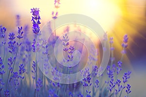 Lavender field, Blooming violet fragrant lavender flowers. Growing lavender swaying on wind over sunset sky