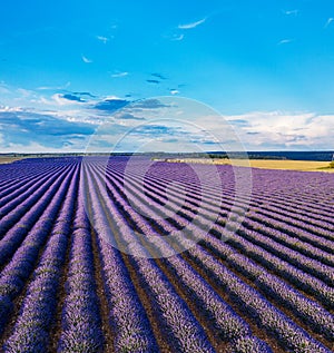 Lavender field in blossom. Rows of lavender bushes and beautiful skyscape at the background. Brihuega, Spain photo
