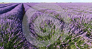 Lavender field in blossom. Rows of lavender bushes stretching to the horizon. Brihuega, Spain