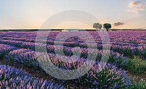 Lavender field in blossom. Rows of lavender bushes stretching to the skyline. Stunning sunset sky at the background. Brihuega,