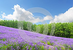 Lavender field and blue sky in summer at furano hokkaido japan