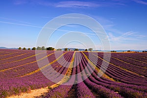 Lavender field with bright purple flowers