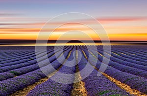 The lavender field 3