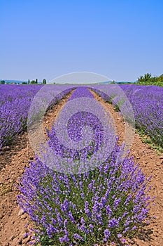Lavender Field in Bulgaria