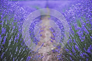 Lavender field of Bulgaria