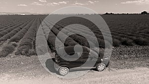 Lavender field and car on the country road