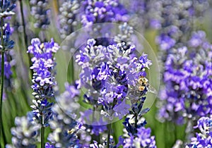 Lavender field close up