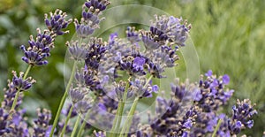 Lavender field close up in garden purple plants aromatherapy lavendula spica photo