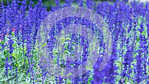 Lavender field, close up of lavdender violet stem.