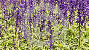 Lavender field, close up of lavdender violet stem.