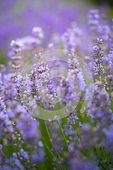 Lavender field closeup,beautiful purple flowers of lavender blooming in the garden in summer