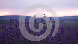 Lavender field in Crimea, Ukraine. Footage. Perfect Violet fragrant lavender flowers. Extreme Close up view of growing