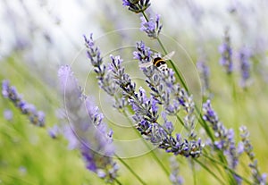 Lavender field detail