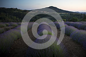 Lavender field at dusk with hills in the background