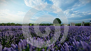 Lavender field at a dutch windmill farm