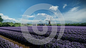 Lavender field at a dutch windmill farm against blue sky, tilt