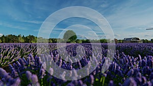 Lavender field at a Dutch windmill farm, panning