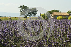 Lavender field,farmhouse. Provence