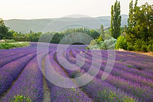 Lavender Field