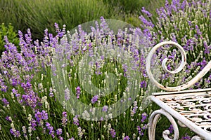 Lavender Field Flower Background