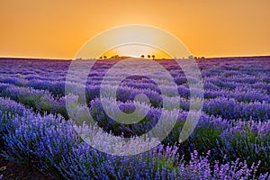 Lavender field flowering photo