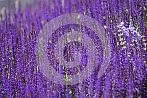 Lavender Field Flowers