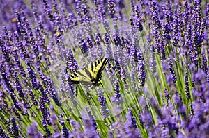 Lavender field of flowers with closeup of yellow swallowtail butterfly