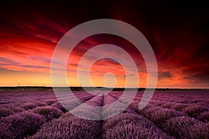 Lavender field flowers at sunset in summer time