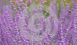 Lavender field in France, close-up.