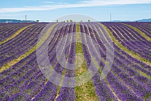 Lavender field in French Provence