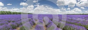 Lavender field in full bloom