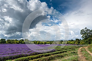 Lavender field in full bloom